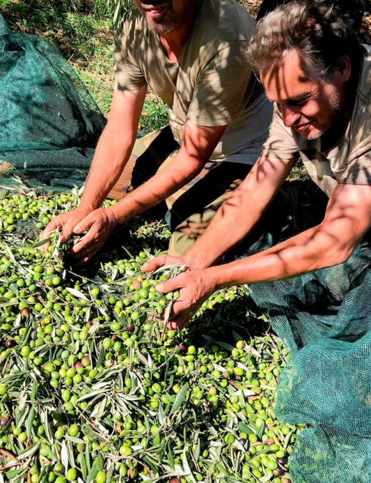 Olivenbauern bei der Ernte mit Oliven auf dem Boden