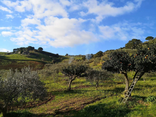 Olivenöl Tradition aus Sizilien