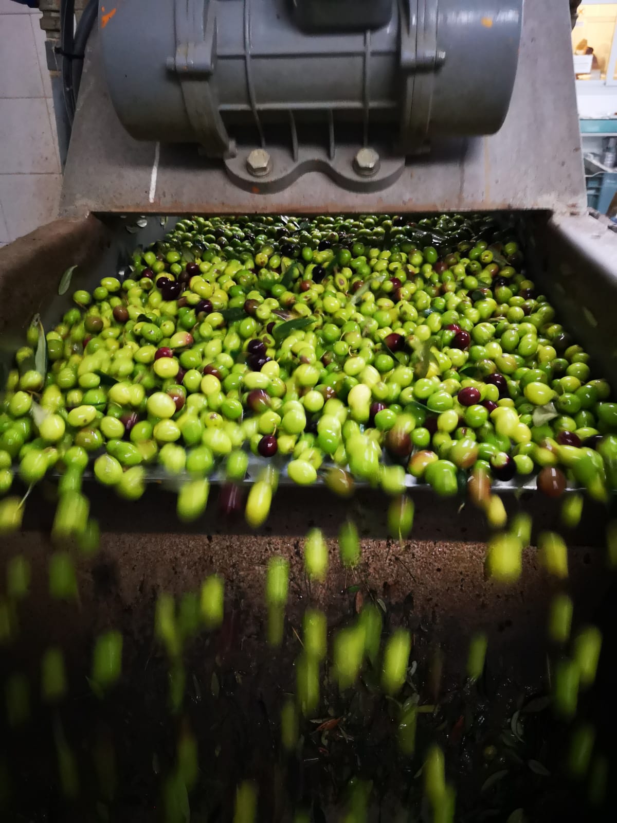 Bio-Olivenöl extra nativ aus Sizilien