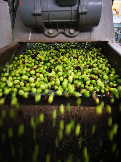 Bio-Olivenöl extra nativ aus Sizilien