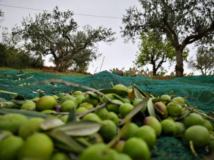 Bio-Olivenöl extra nativ aus Sizilien