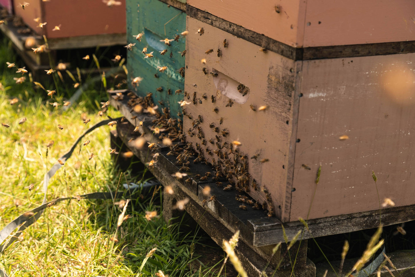 Nahaufnahme eines Bienenstocks in Neuseeland mit fliegenden Bienen