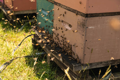Nahaufnahme eines Bienenstocks in Neuseeland mit fliegenden Bienen