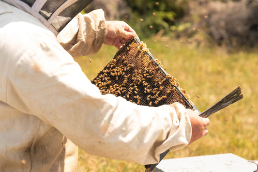 Honig Ernte in Australien durch einen Imker, hält eine Honigwabe mit Bienenstock in der Hand 