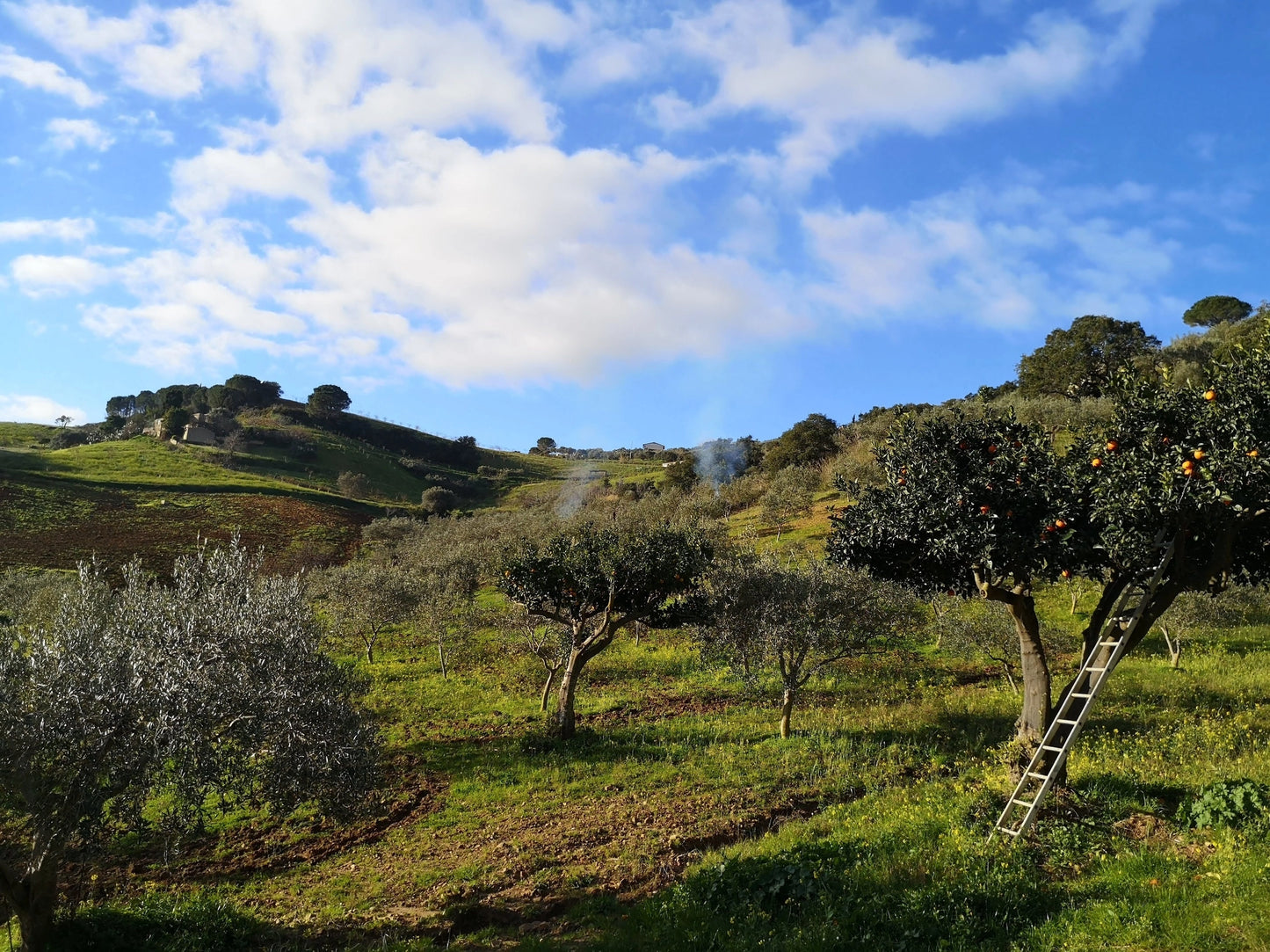 Bio-Olivenöl extra nativ aus Sizilien